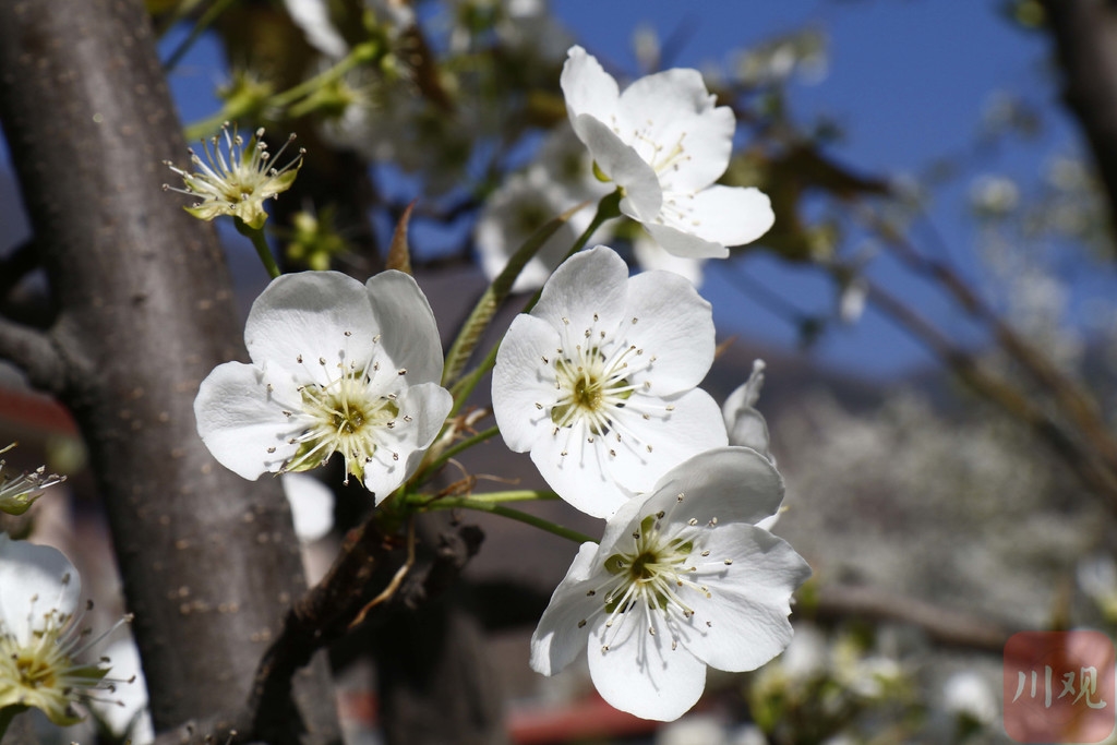 视频|金川百万梨树开花，全国游客蜂拥而至_四川在线