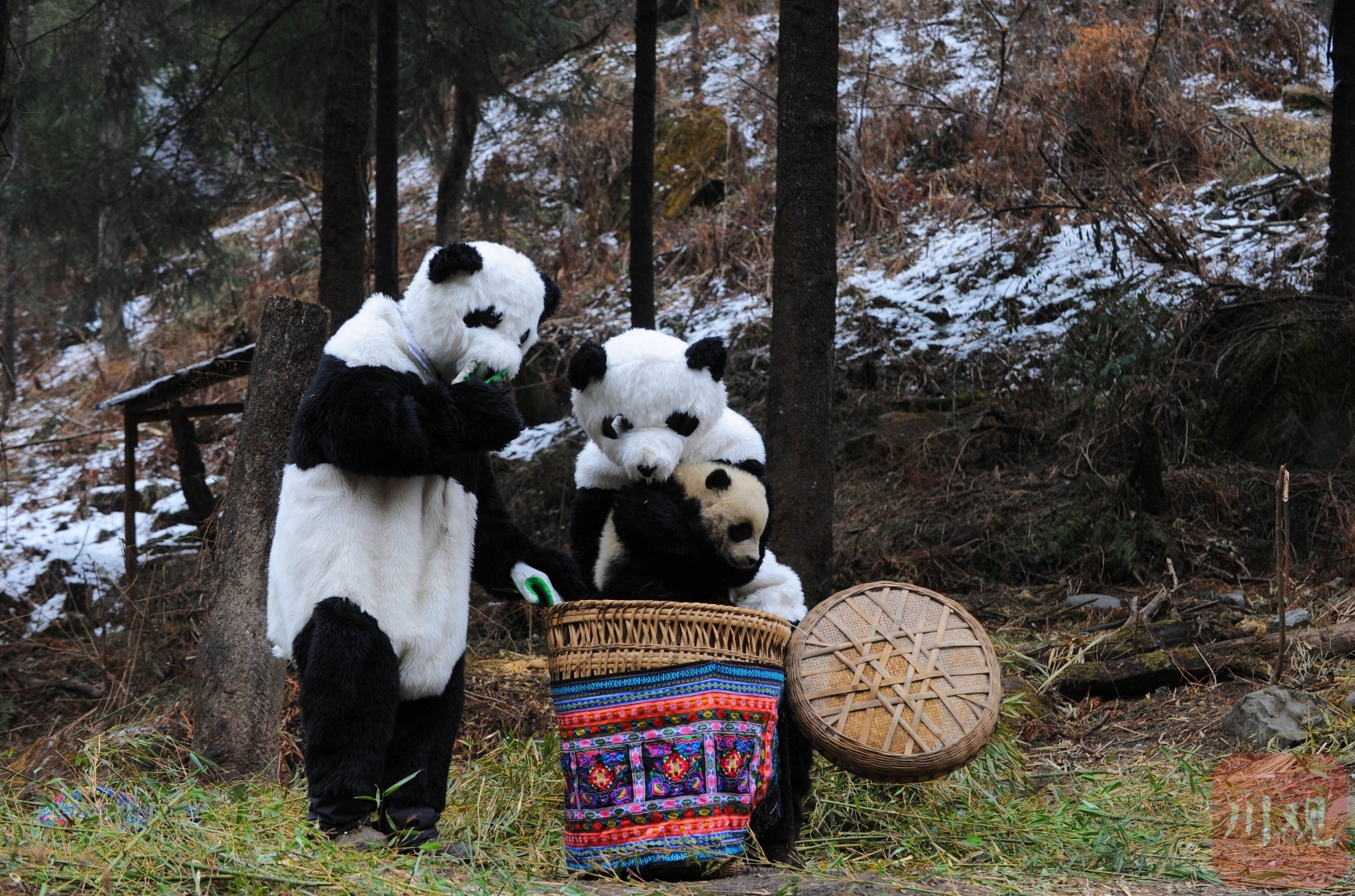 大熊猫基地游玩简单攻略 - 知乎