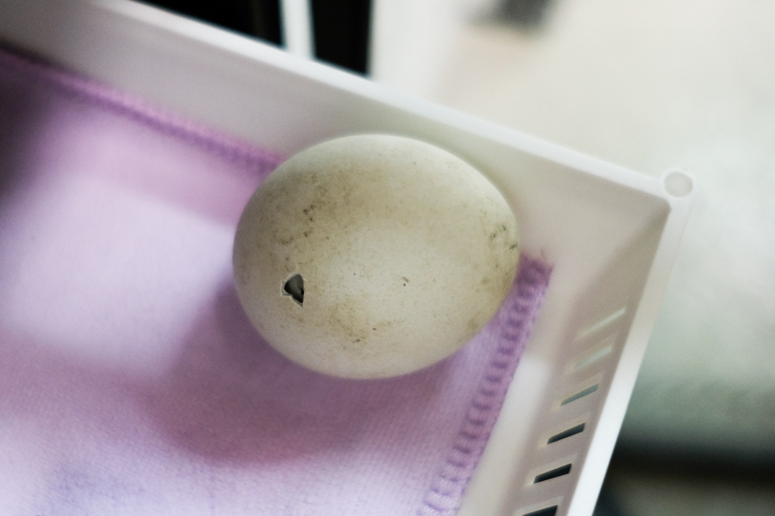 企鹅蛋破壳瞬间