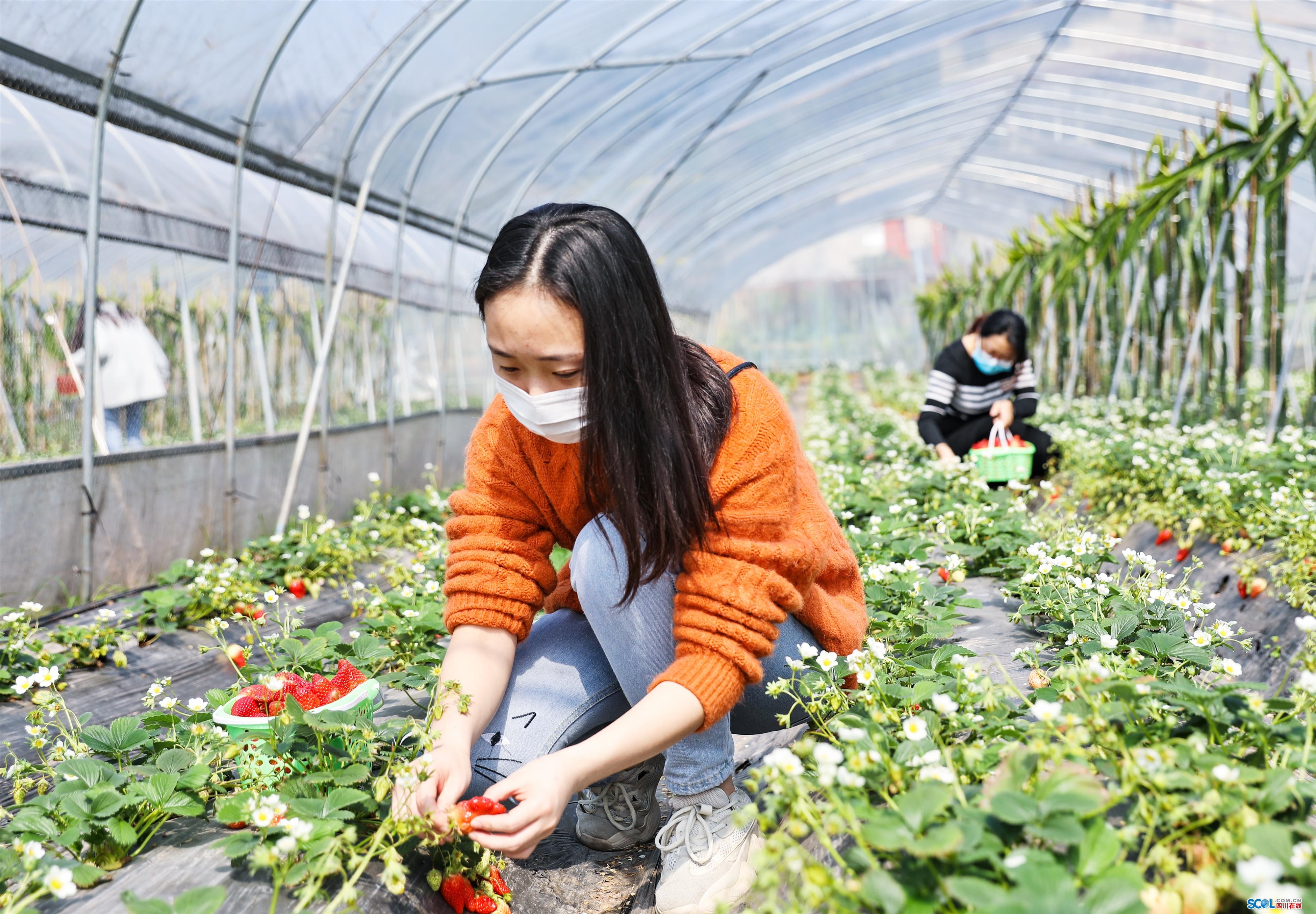 巧克力等优质品种外,还在草莓棚中套种火龙果,填补草莓采摘空