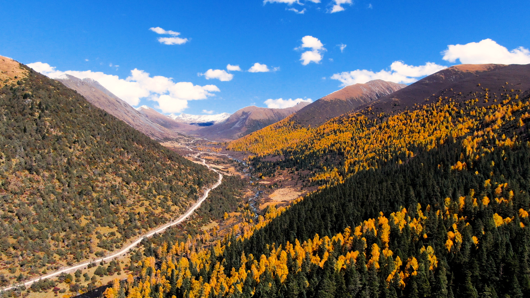 高清美图|五彩斑斓的彩林,秋天的道孚风景正盛_四川在线
