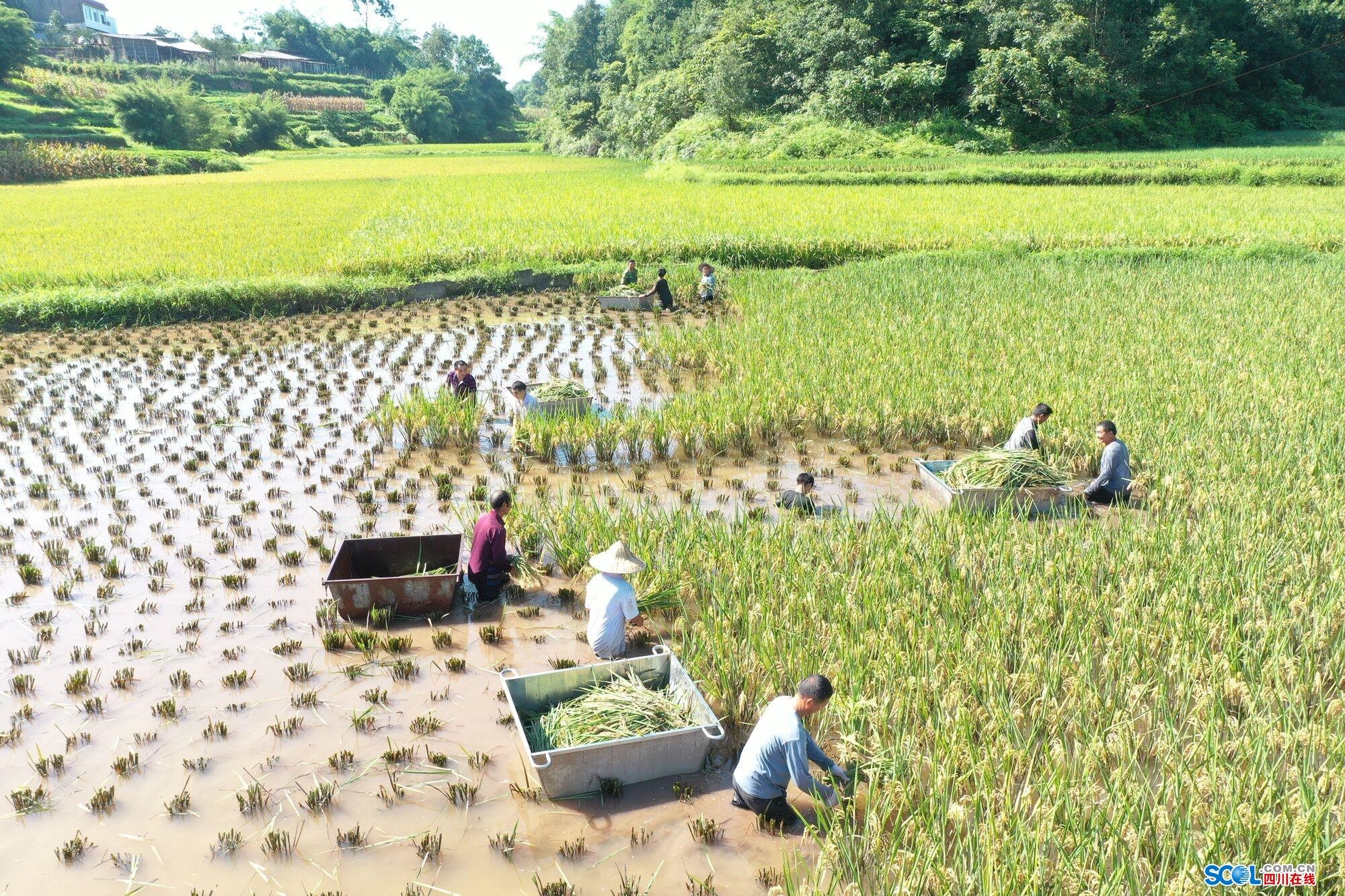 建始县花坪镇水稻种植图片