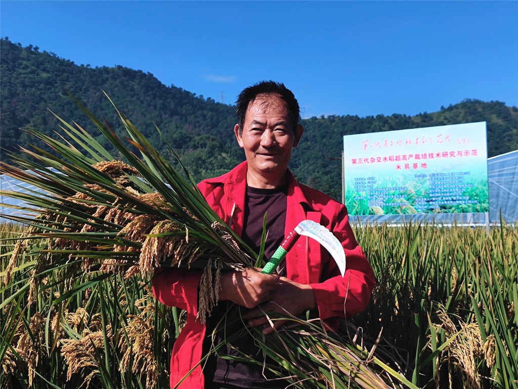省种子管理局赴公安县检查杂交水稻种子生产--湖北省农业农村厅
