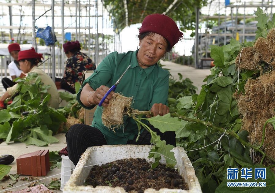 （走向我们的小康生活·决战决胜脱贫攻坚·图文互动）（3）把产业兴盛之“根”扎进大凉山