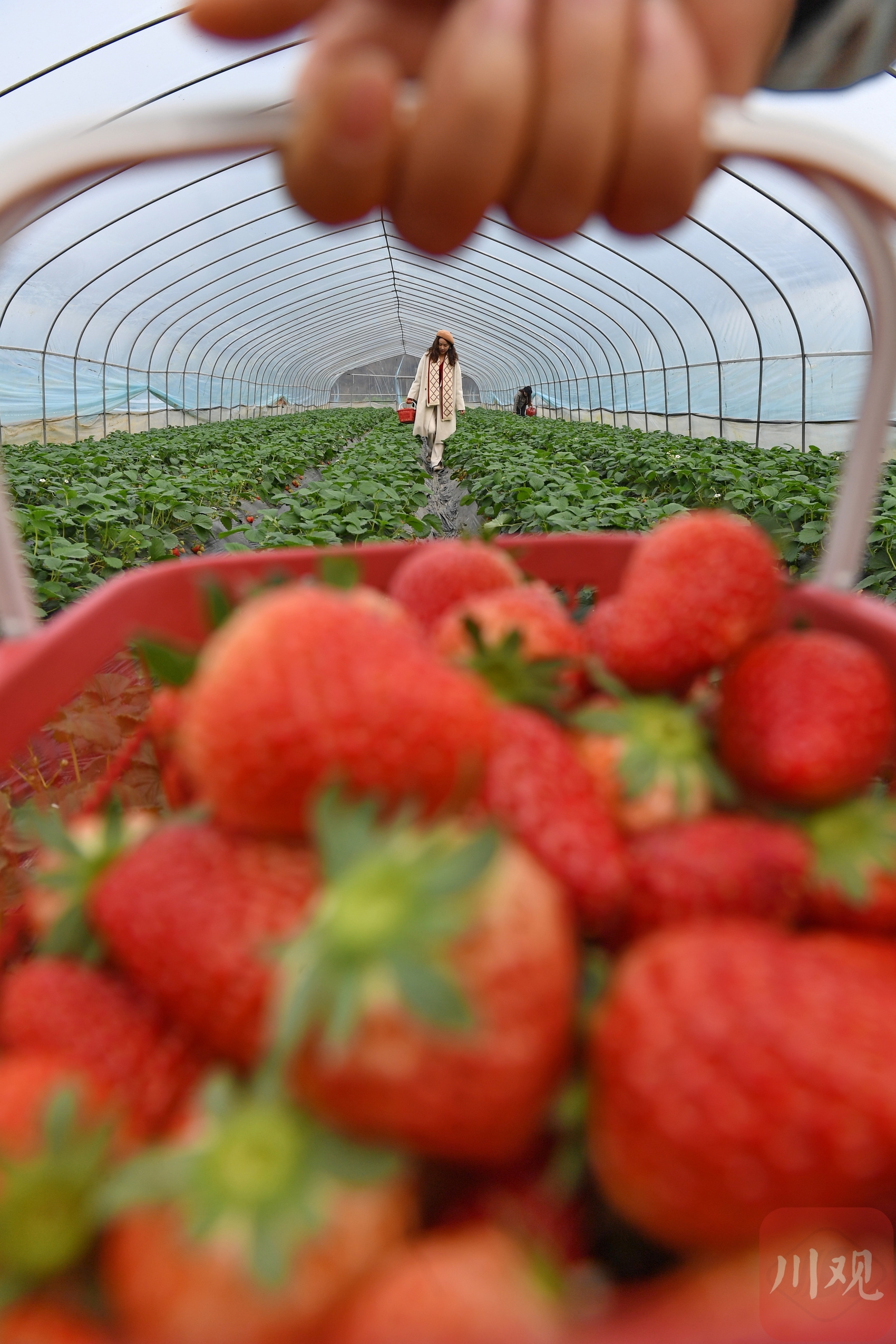 草莓从幼苗到结果多久 - 花百科