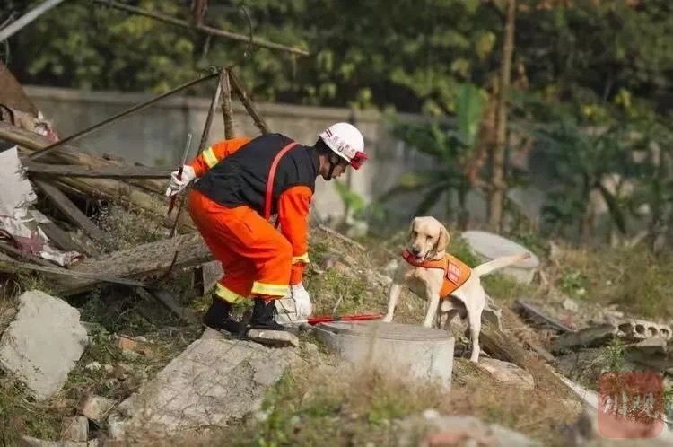 512搜救犬叮当真实故事图片