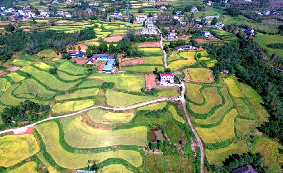 广元苍溪：绿色优质水稻亩产突破658公斤
