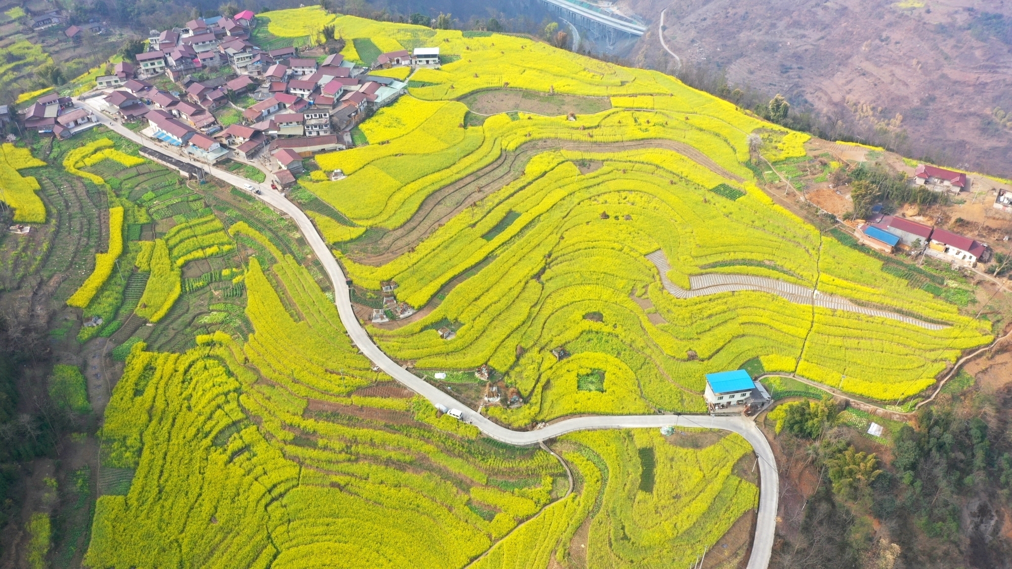 春暖彝乡 峨边油菜花绽放
