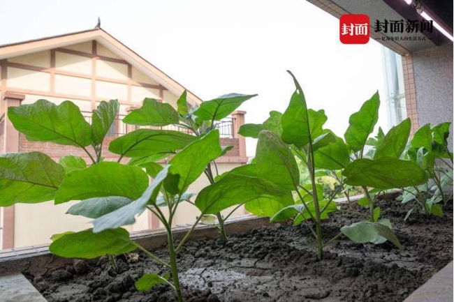 成都高层小区建空中菜园 不仅种菜还能纳凉|雷火电竞在线登录官网(图3)