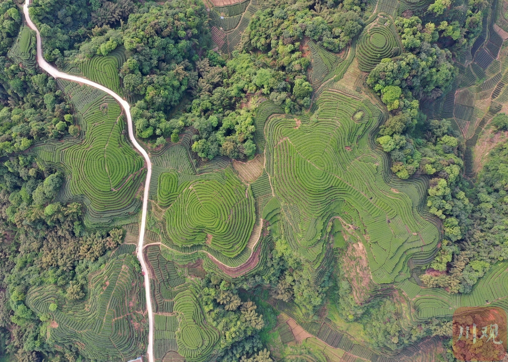 雅安市名山区金鼓村"大地指纹"茶山 感受难得的宁静