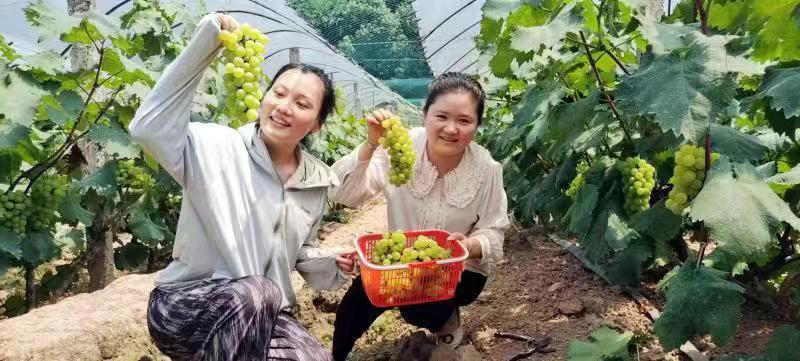 “归雁”变身“领头雁” 富民兴村增添新动能：雷火电竞首页(图2)