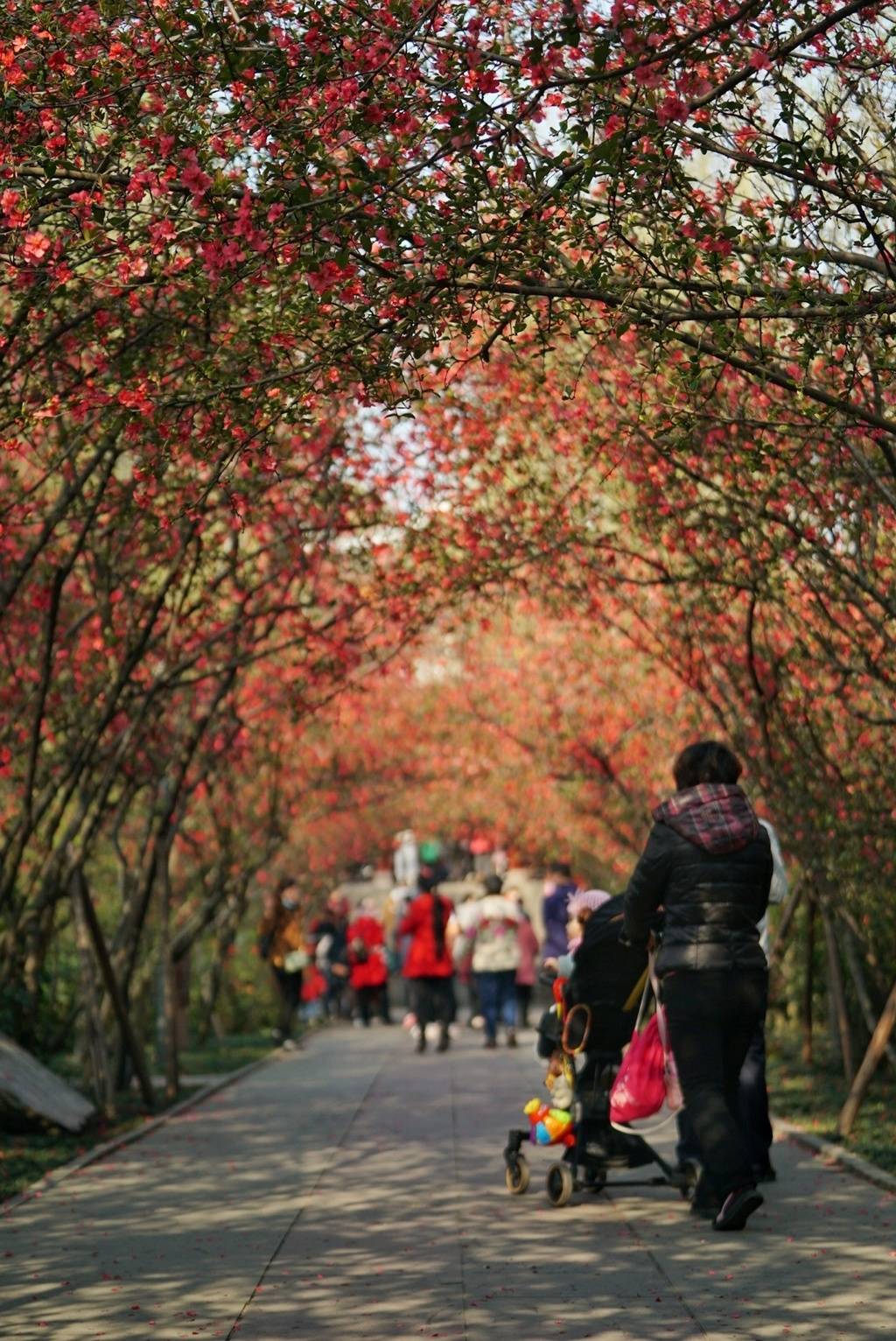 节后首个休息日去哪打卡海棠成片的红色海洋