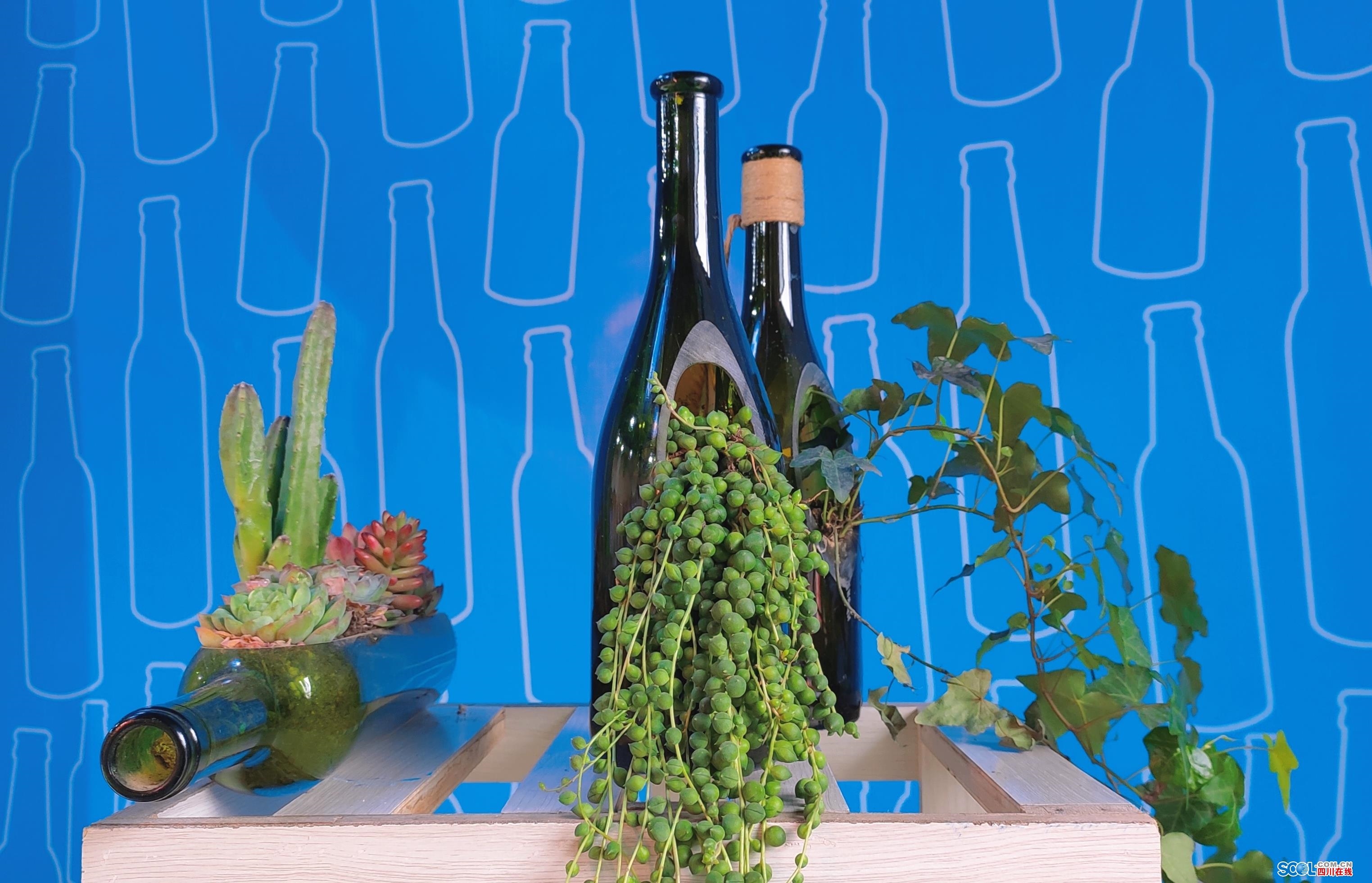 废弃酒瓶变身艺术品 可做盆栽,饰品,花瓶和灯具