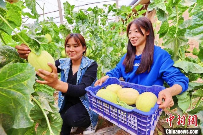 库车市财政局驻乌恰镇吐孜鲁克墩村工作队员和村民正在采摘甜瓜。　冯磊 摄