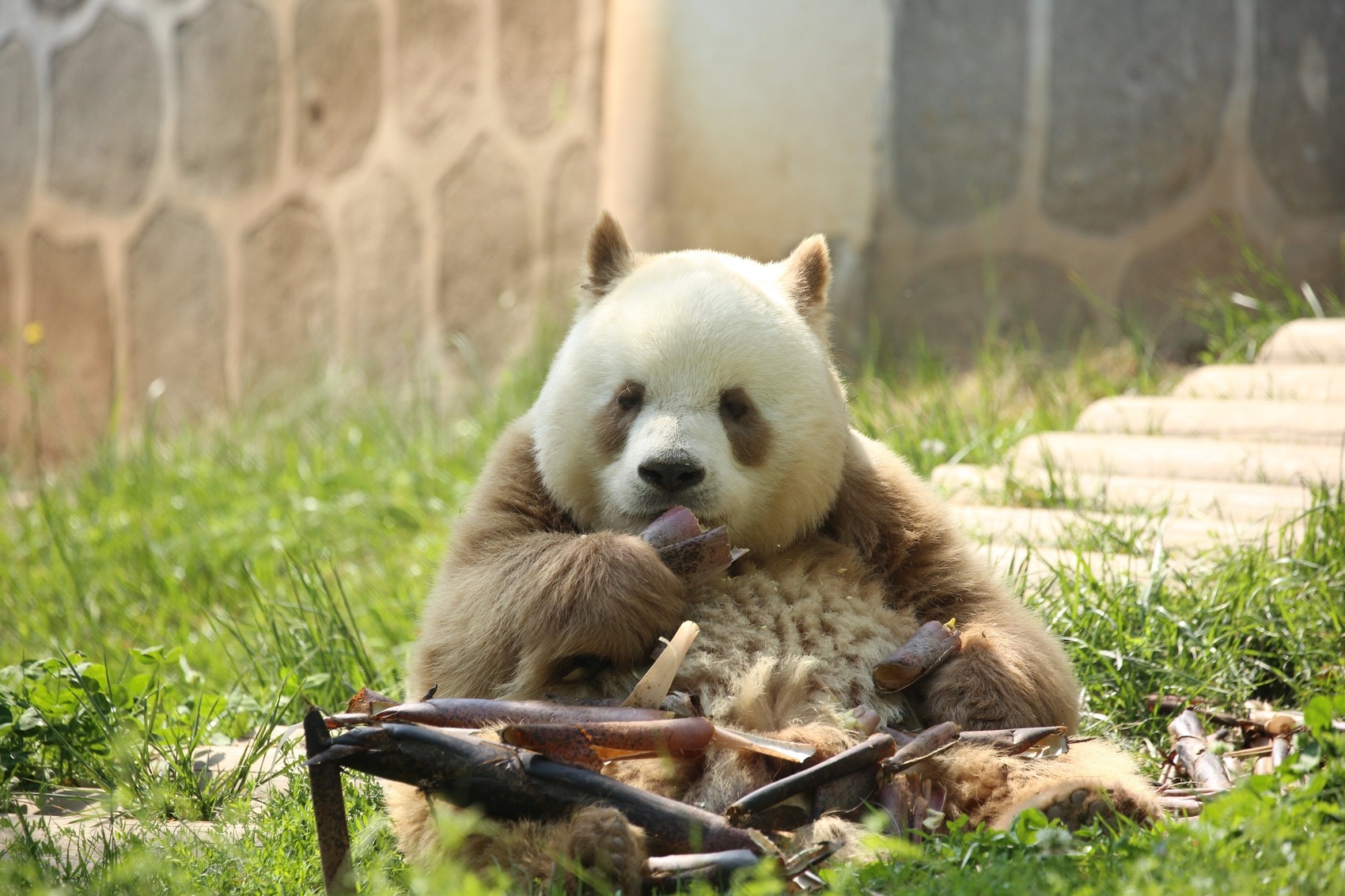 全球唯一圈养棕色大熊猫“七仔”被终身认养-盐城新闻网