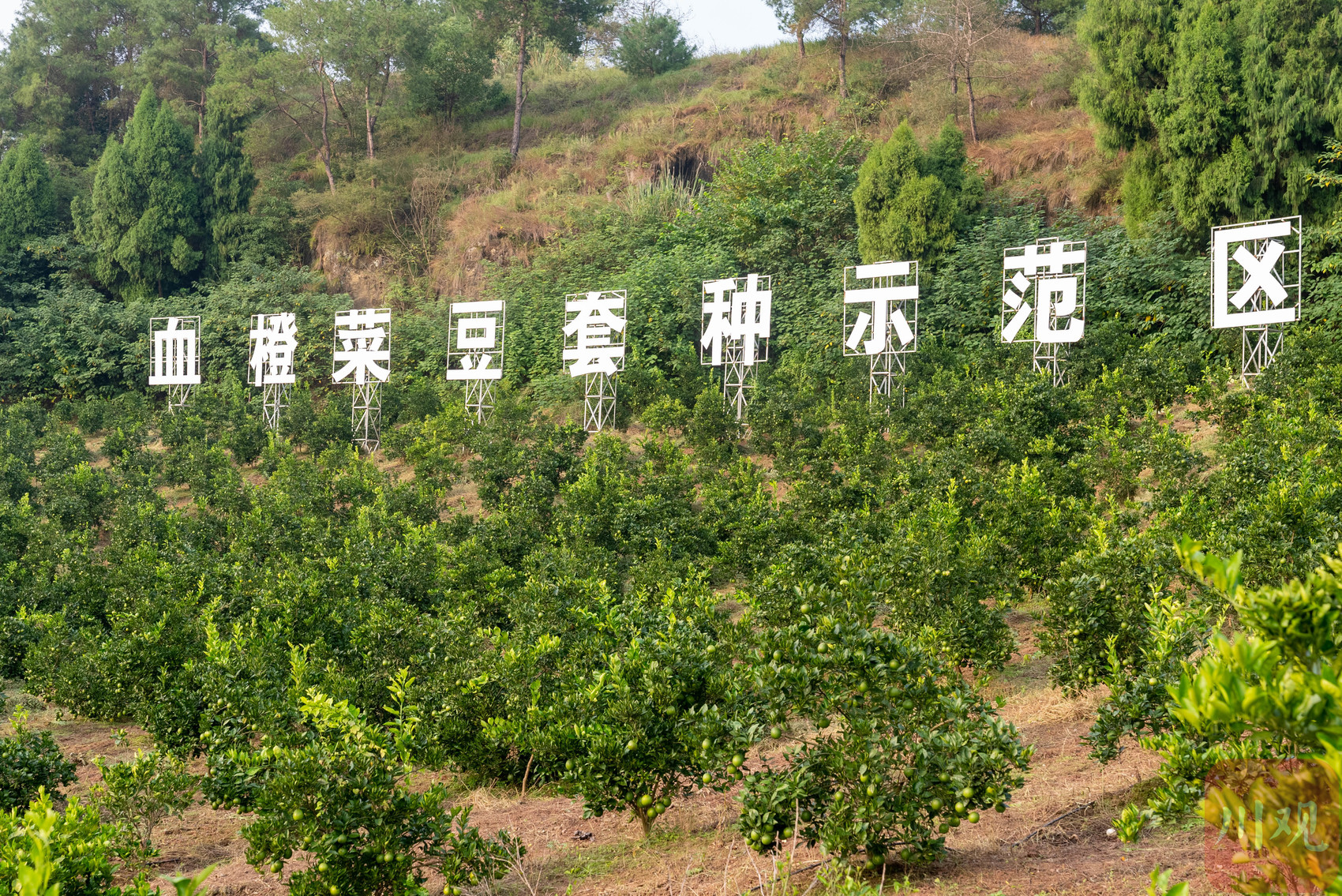 雷火电竞官方网站：高质量发展调研行丨一颗血橙扎根资中的故事(图6)