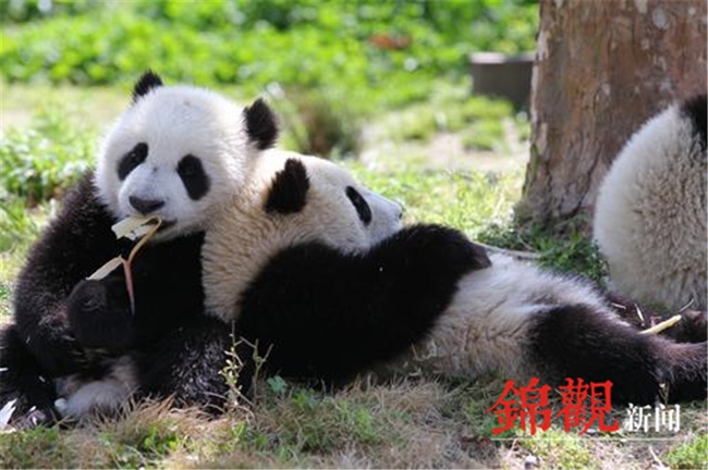 @四川籍、重庆籍游客 熊猫基地12000张免费门票、半价门票优惠政策来啦！“米乐娱乐官网”(图1)