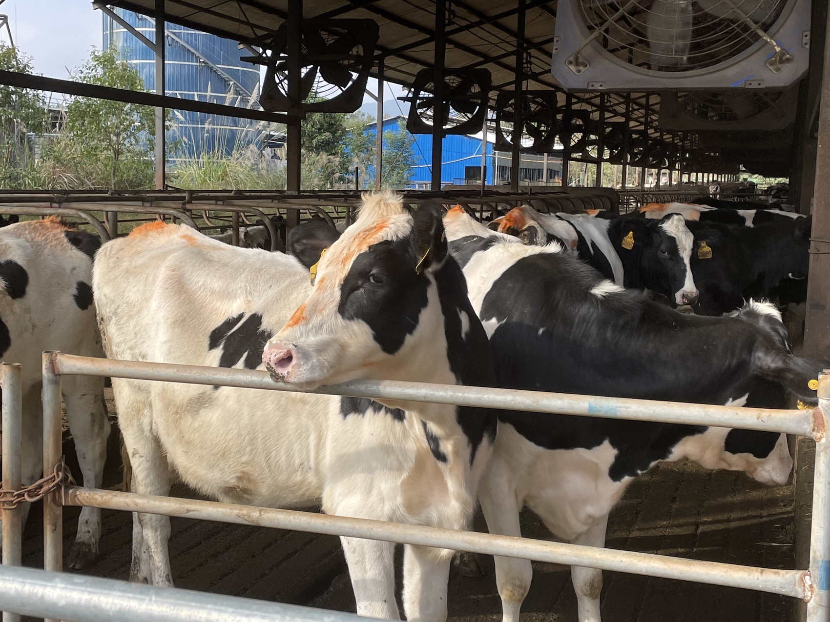 奶牛 两头牛 乳制品 农业 哺乳动物 牲畜 盯着牛 盯着图片下载 - 觅知网