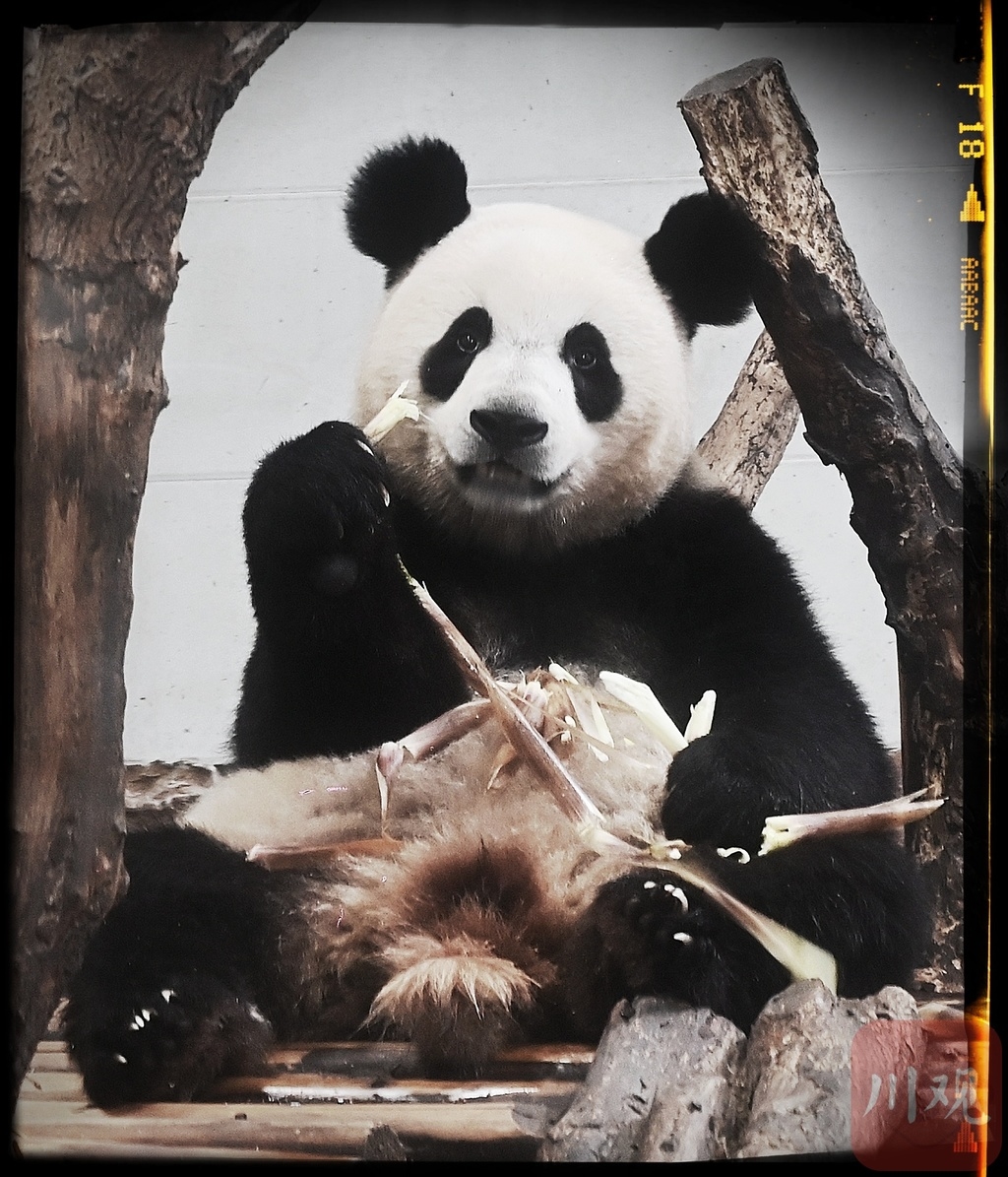 大熊猫到底是食草动物还是食肉动物？