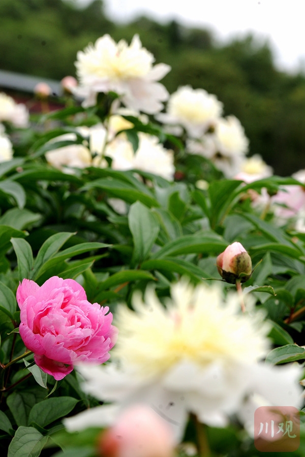 中江:芍藥盛開幸福之花 助力鄉村振興