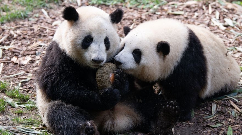 萌力满满！大熊猫龙凤胎姐弟“和花”“和叶”两岁啦
