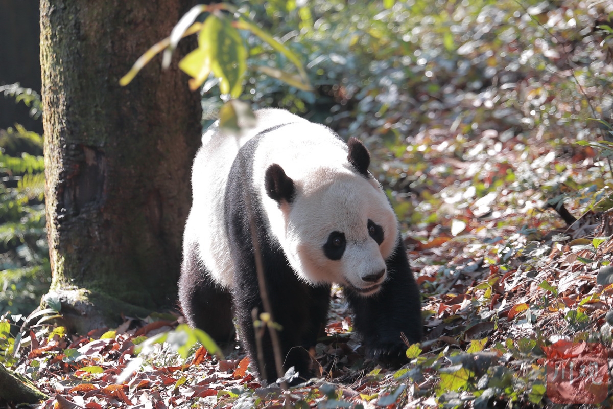 旅美大熊猫“小奇迹”迎来首个生日_华盛顿