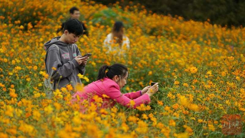 闲置土地变花海成都又多了一个网红打卡地 四川在线