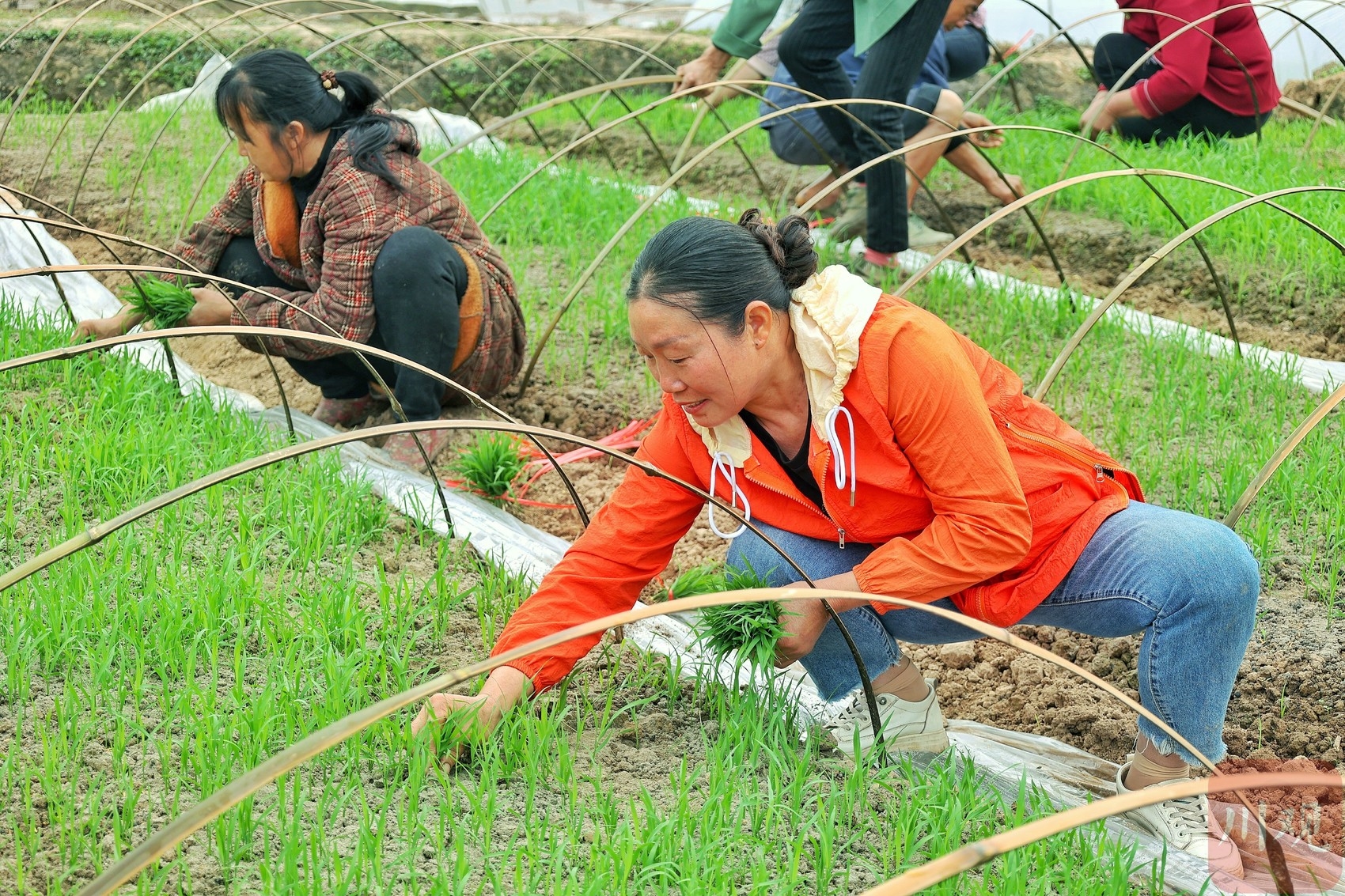 栽秧子了！四川最早播种水稻地区“开秧门”_四川在线