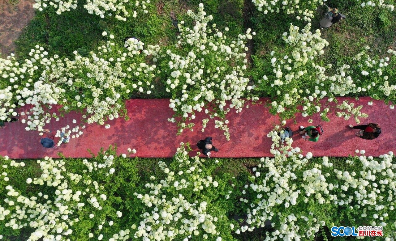 泸州琼花基地图片