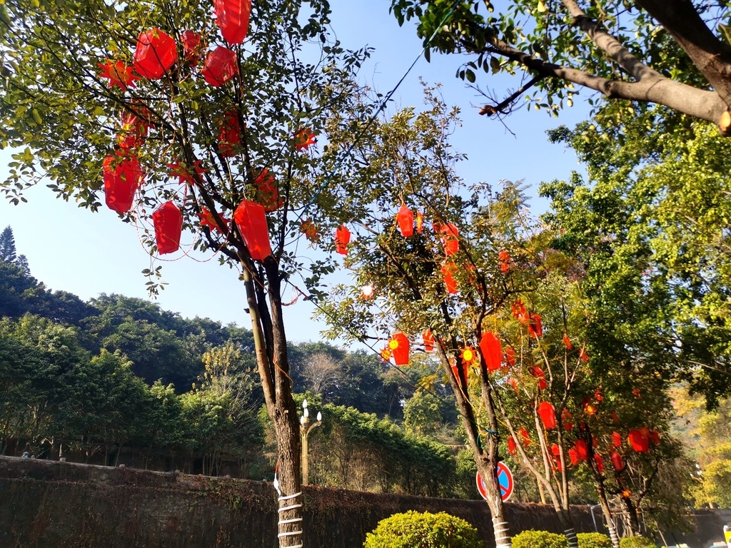 就地过年赏美景!20万余株花草 20余种造型灯,攀枝花一街一景闹新春