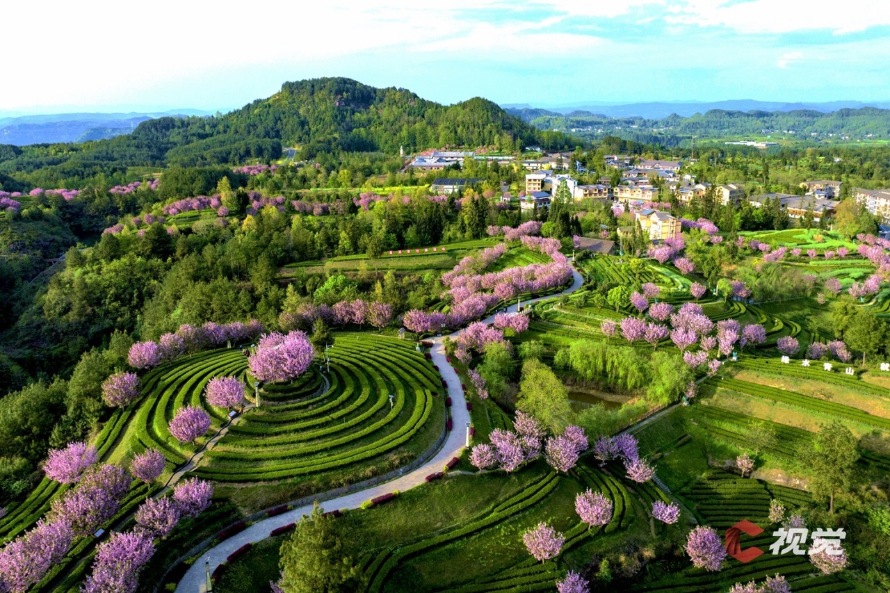壁纸 成片种植 风景 平面图 植物 种植基地 桌面 1280_853