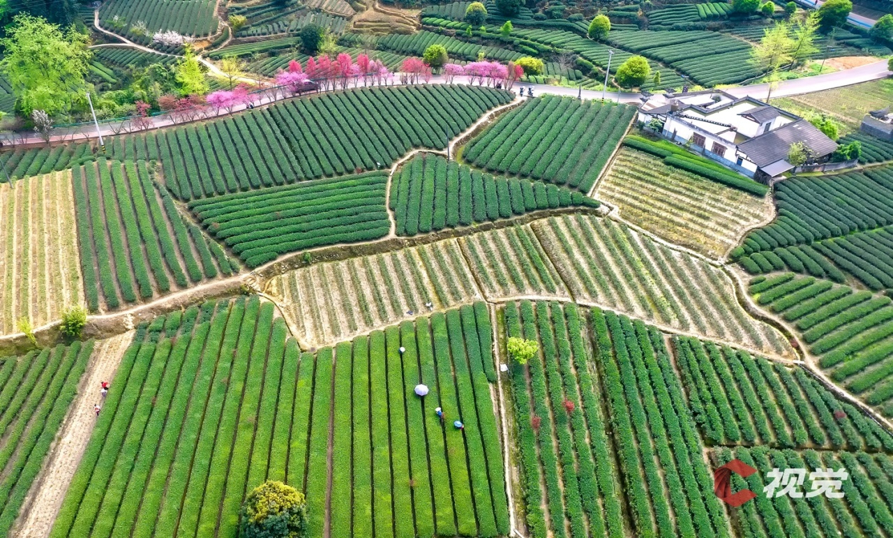 壁纸 成片种植 风景 植物 种植基地 桌面 1280_771