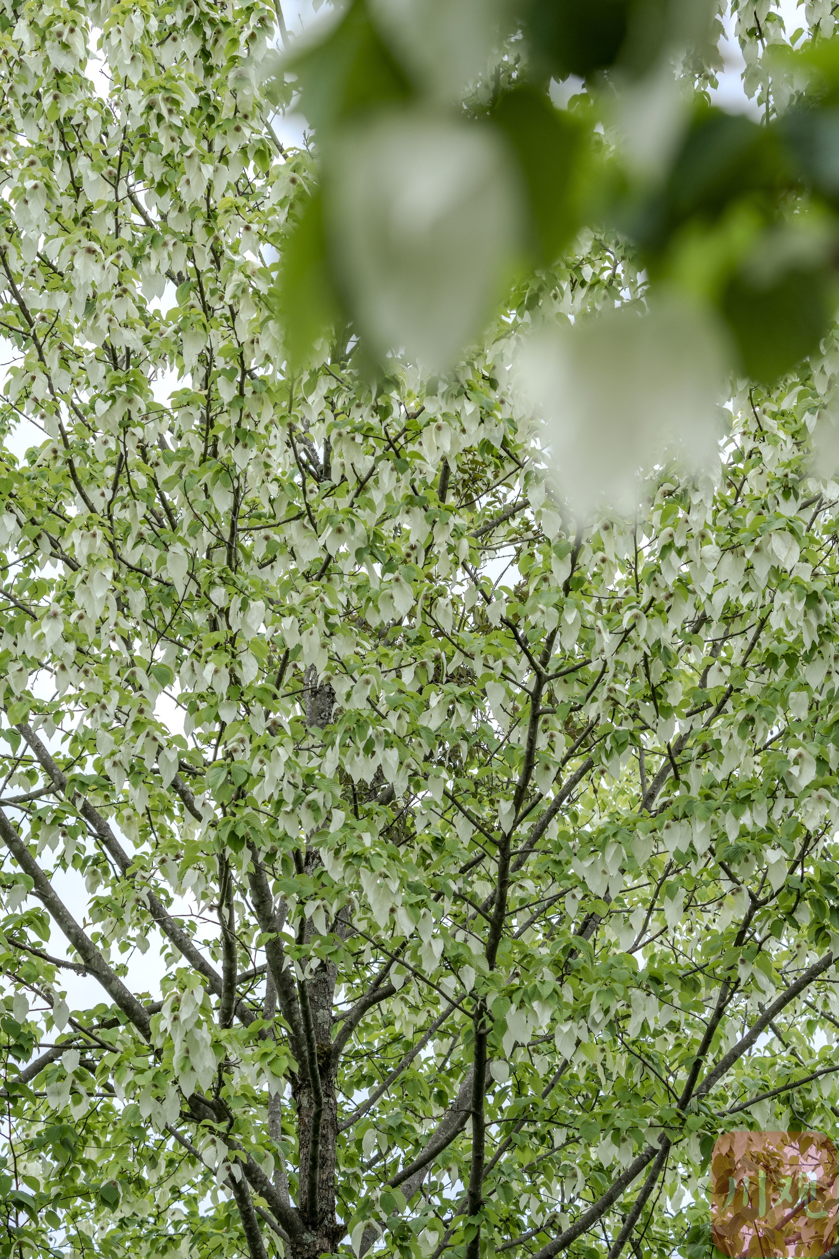 c视频丨一树开千花 平武县万亩野生珙桐林进入盛花期