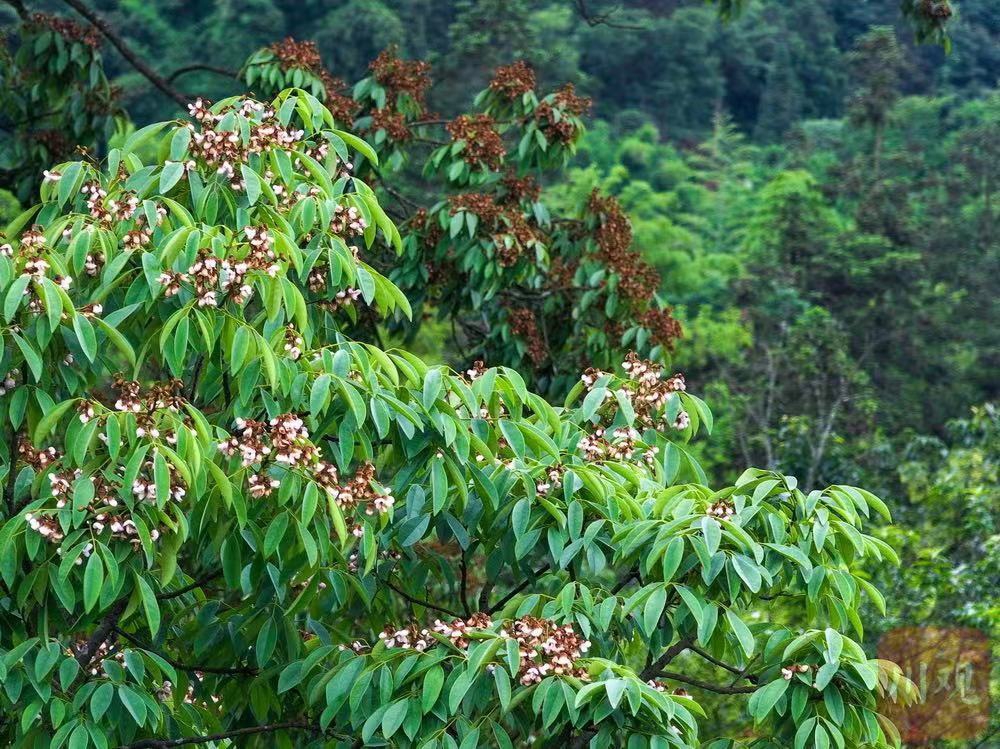 文化中国行丨2700多岁的红豆树王与它守望的古村落