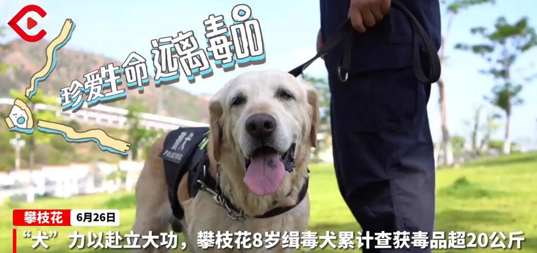 C视频 |“犬”力以赴立大功，攀枝花8岁缉毒犬累计查获毒品超20公斤