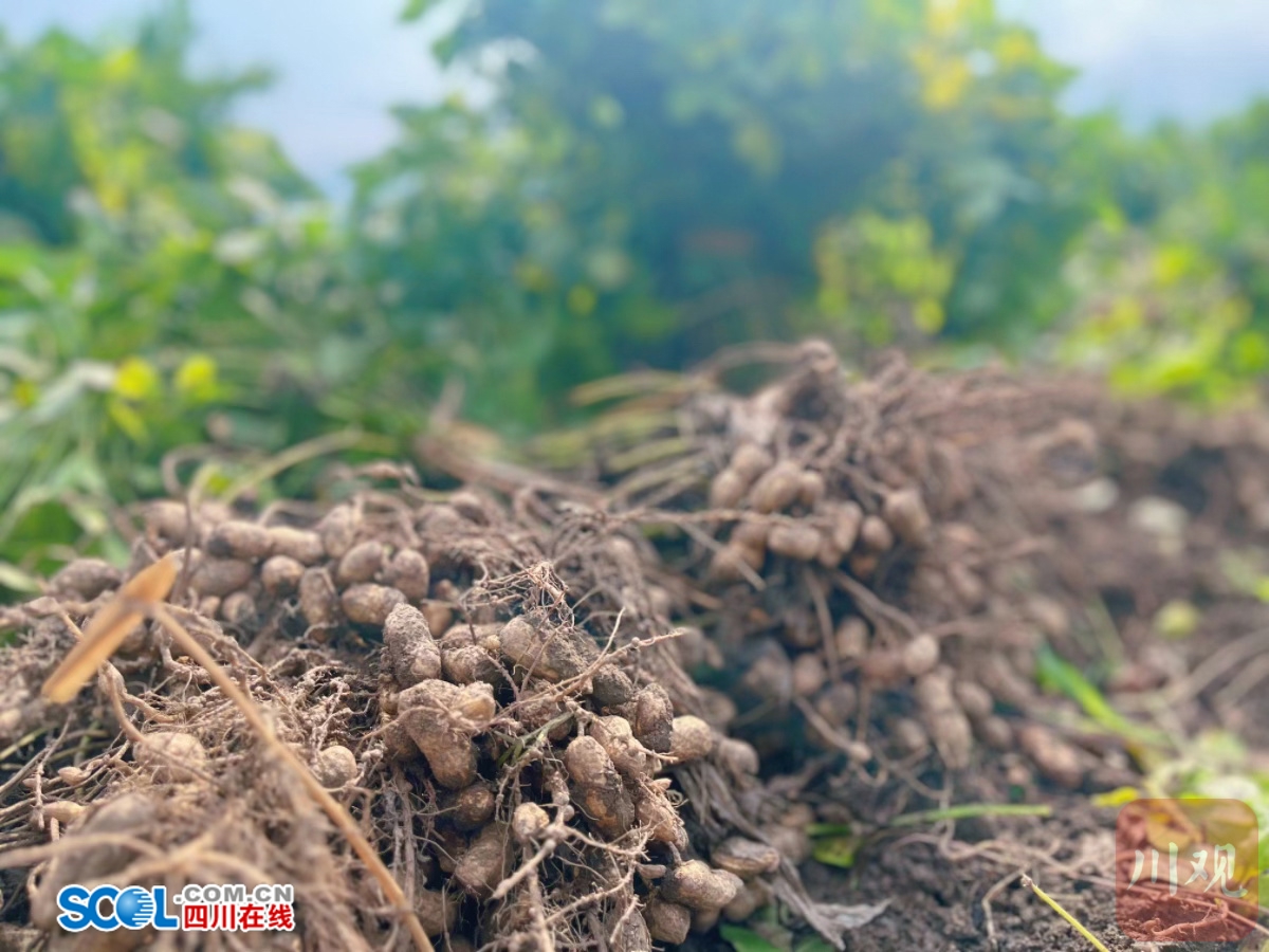 采收忙!芦山龙门花生喜获丰收