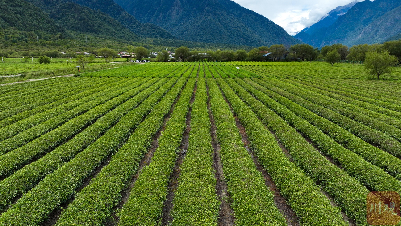 大茶场 C视频｜航拍林芝易贡茶场：高原之巅的绿色奇迹丨向云端——寻路川藏线上的中国_四川在线