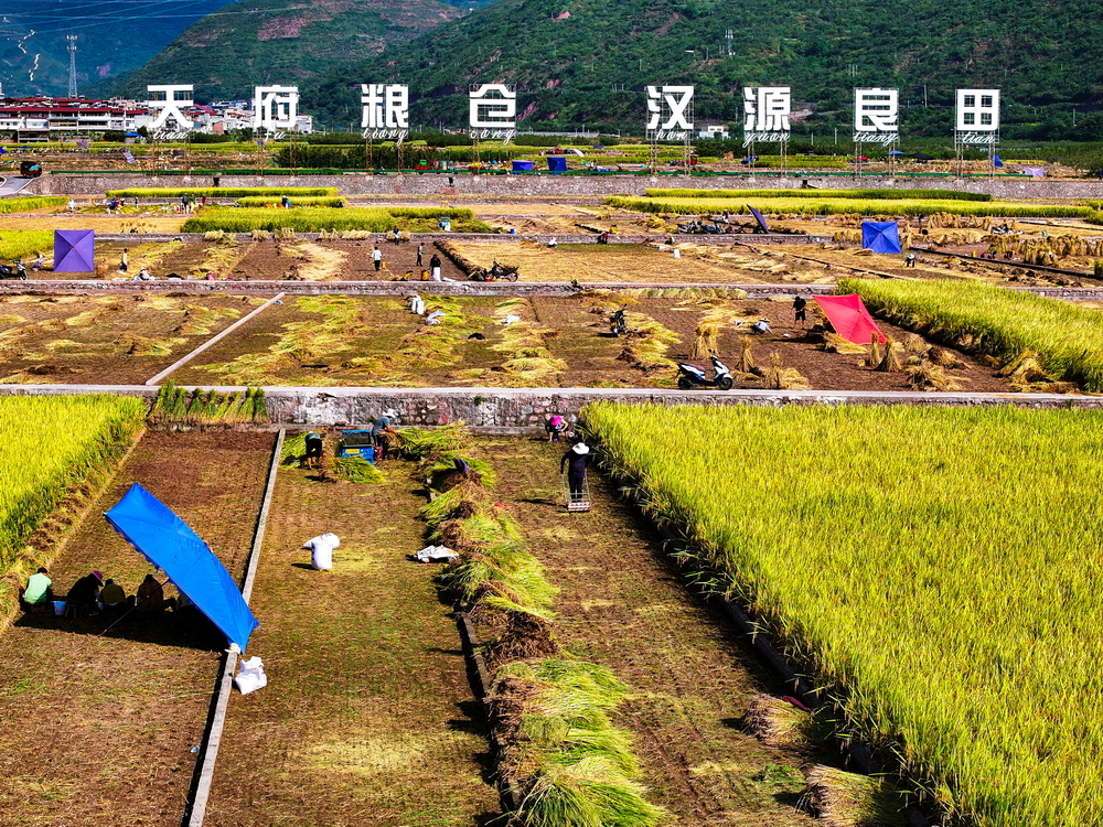 C视频丨汉源：田间好“丰”景 稻蒜轮作正当忙