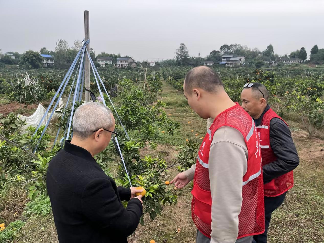 岳池:橘园受灾 人保护航