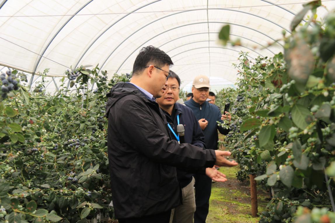 V调研诺普信蓝莓基地3