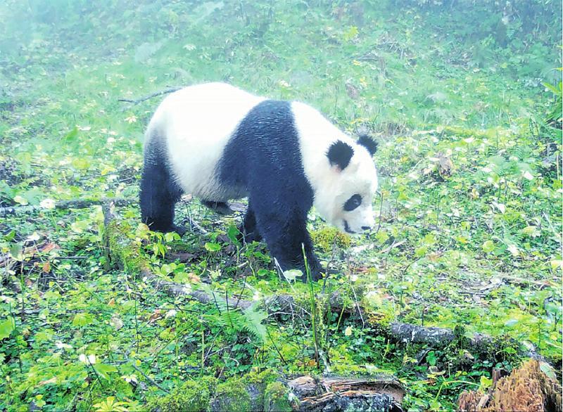 守护古道上的大熊猫栖息家园