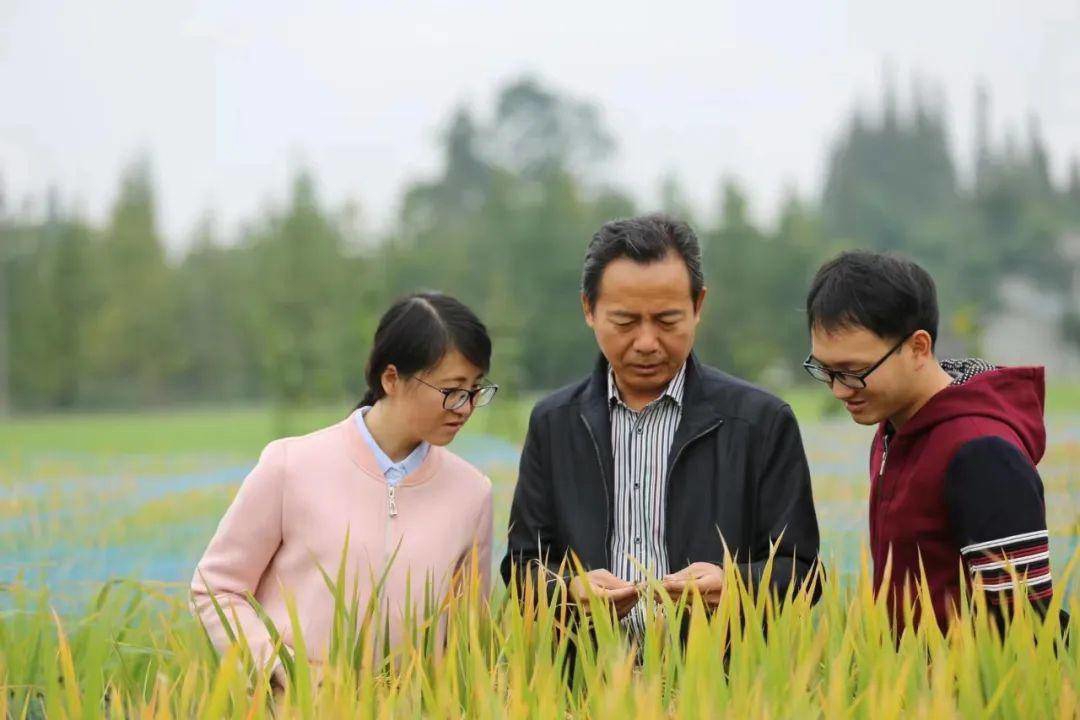 四川农业大学水稻所图片