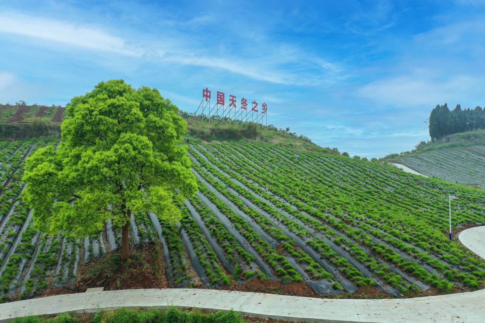 10个省级林草中药材规范化种植(养殖)基地,加强天府中药城,三台麦冬