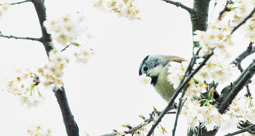 C视觉｜广安华蓥：春风送花香 鸟鸣春树上