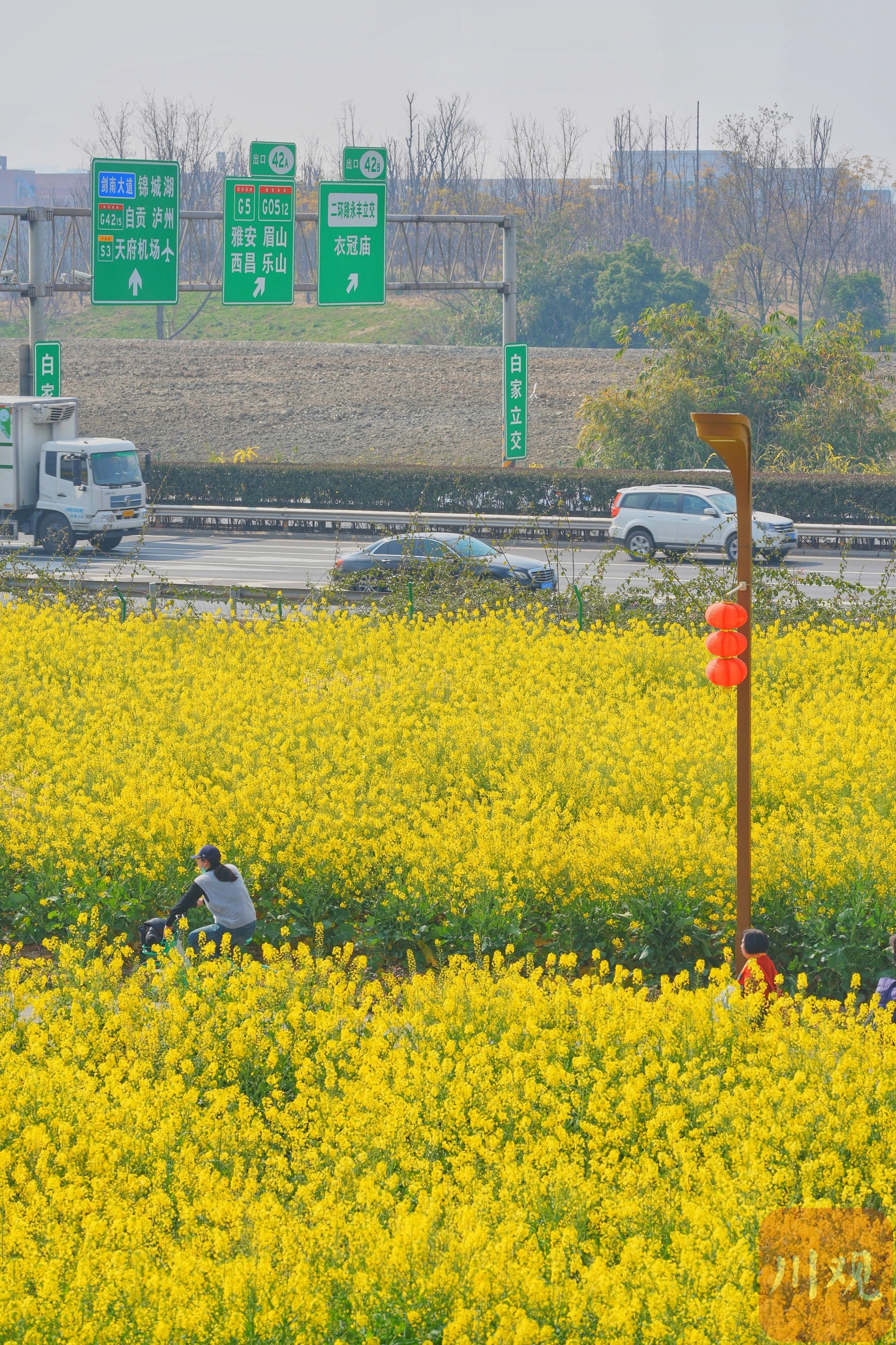 成都新都油菜花景点图片