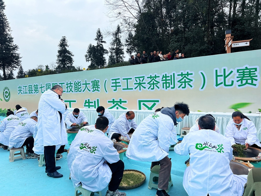 夹江春茶抢鲜开采二两拍出24万元