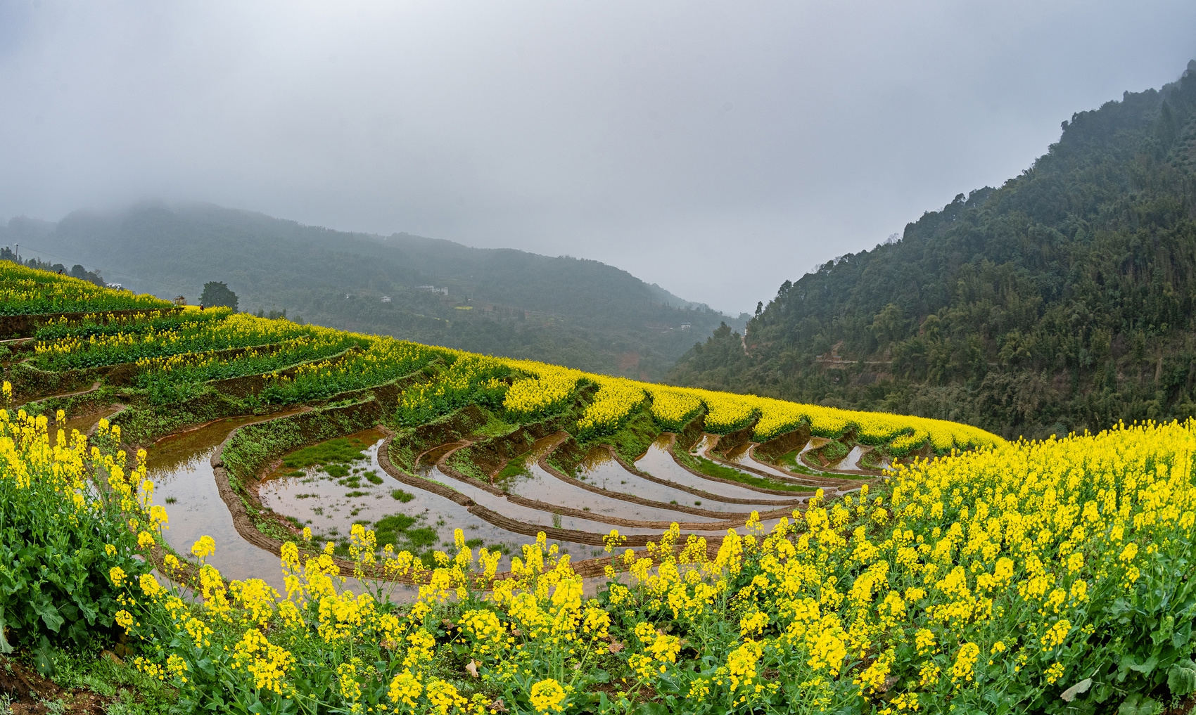 多图|叙永:盘活撂荒土地 梯田裹上"黄色外衣",养眼又增收