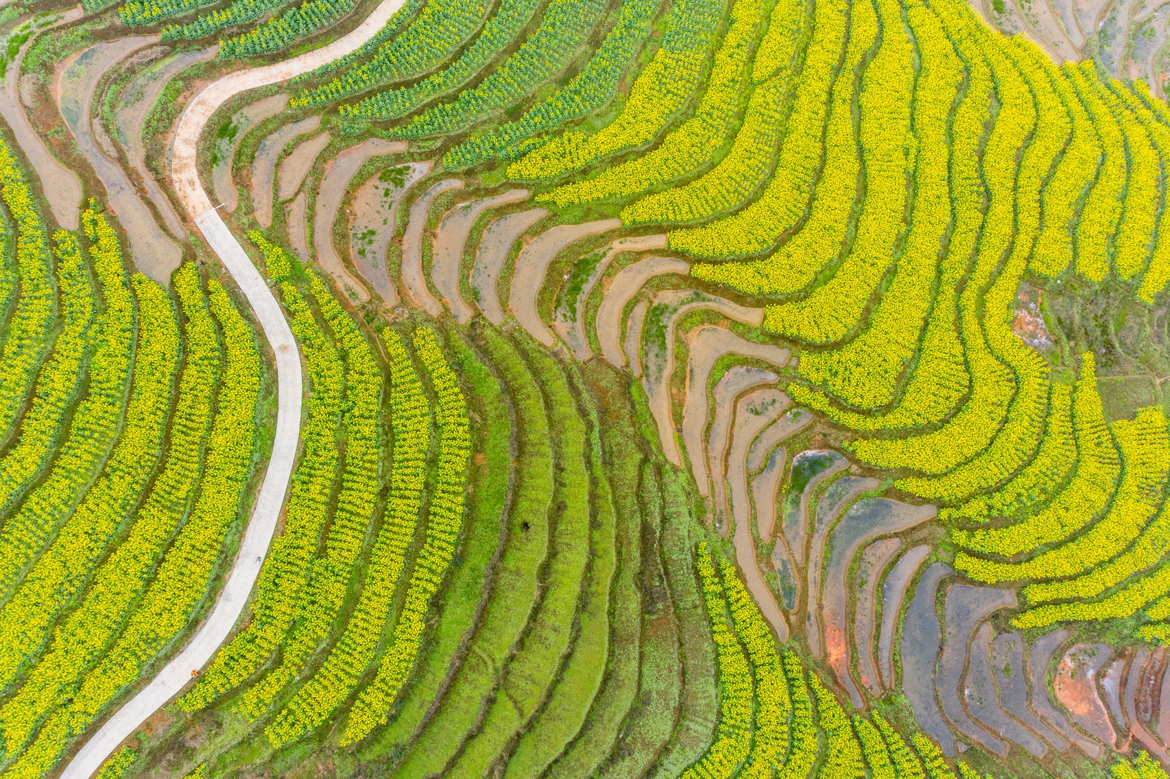 多图|叙永:盘活撂荒土地 梯田裹上"黄色外衣",养眼又增收