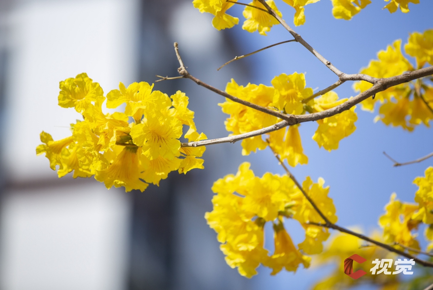 风铃树花图片大全图片