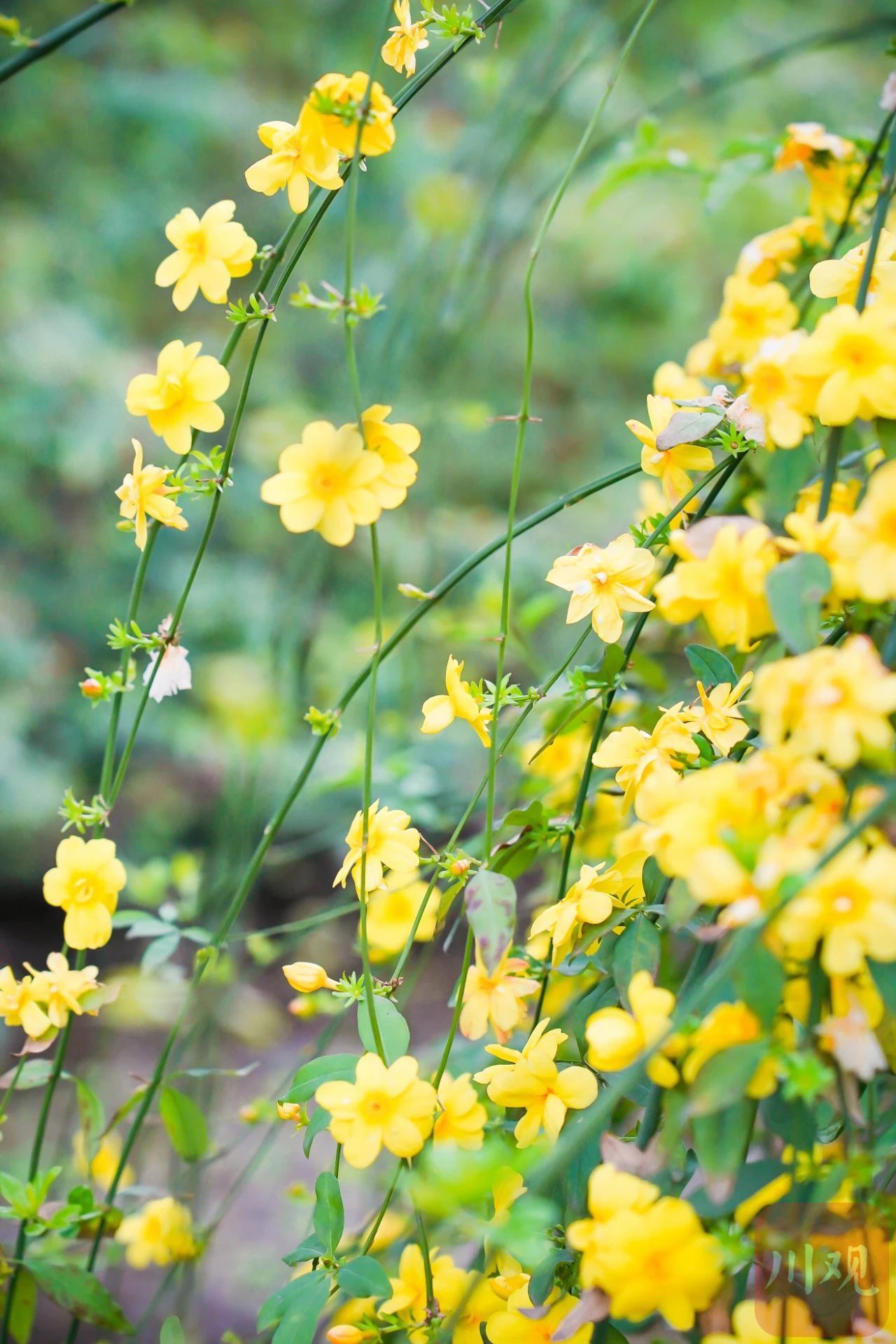 油菜花